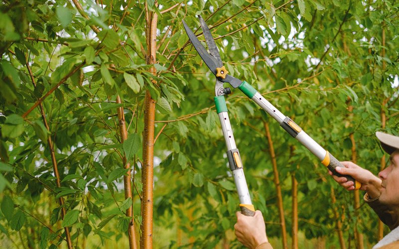 Tree trimming in Rippey, IA